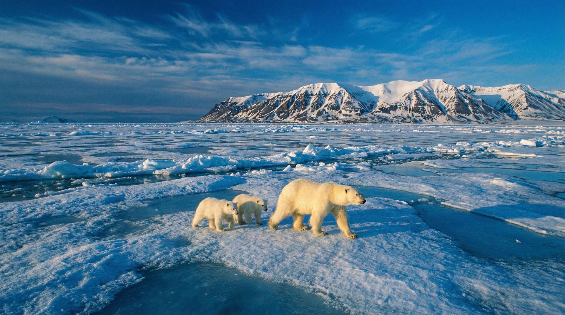 国产北极熊视频